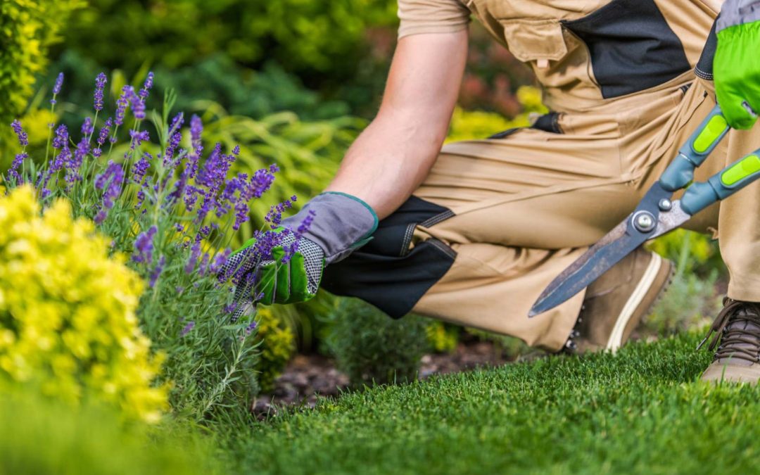 Why Should You Hire Tree Surgeons For Regular Tree Checks?